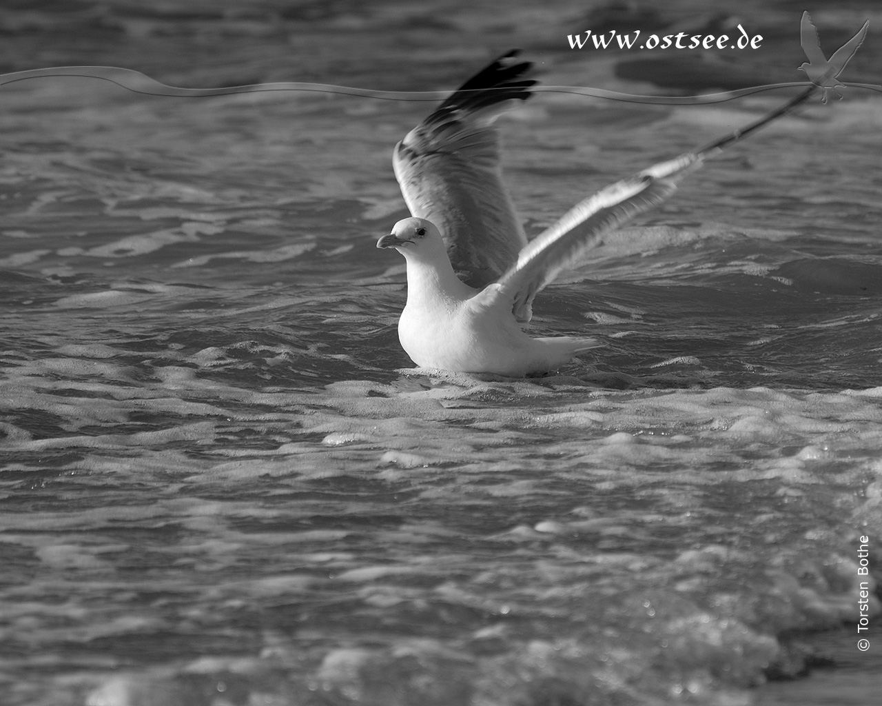 Möwen an der Ostsee