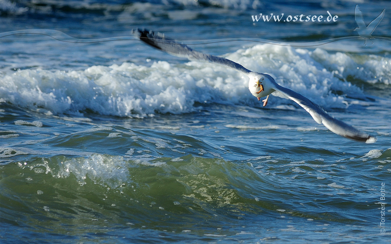 Möwe mit Krabbe im Schnabel