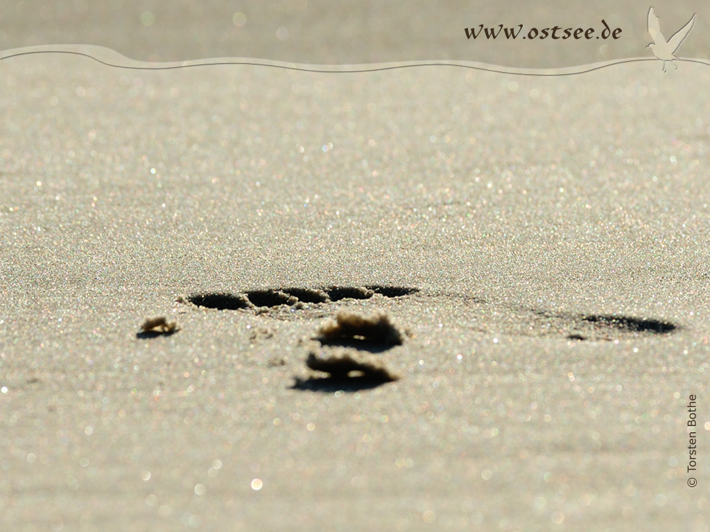 Hintergrundbild: Fußspur im Sand