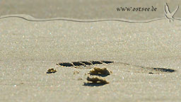 Fußspur im Sand