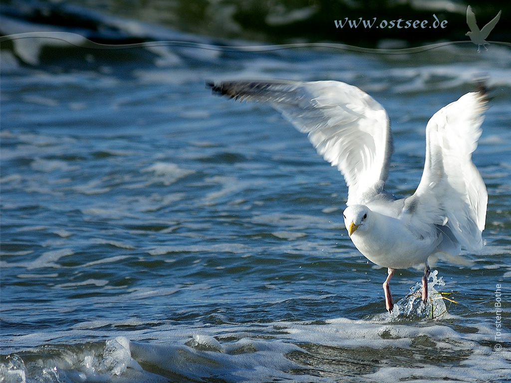 Hintergrundbild: Möwe an der Ostsee