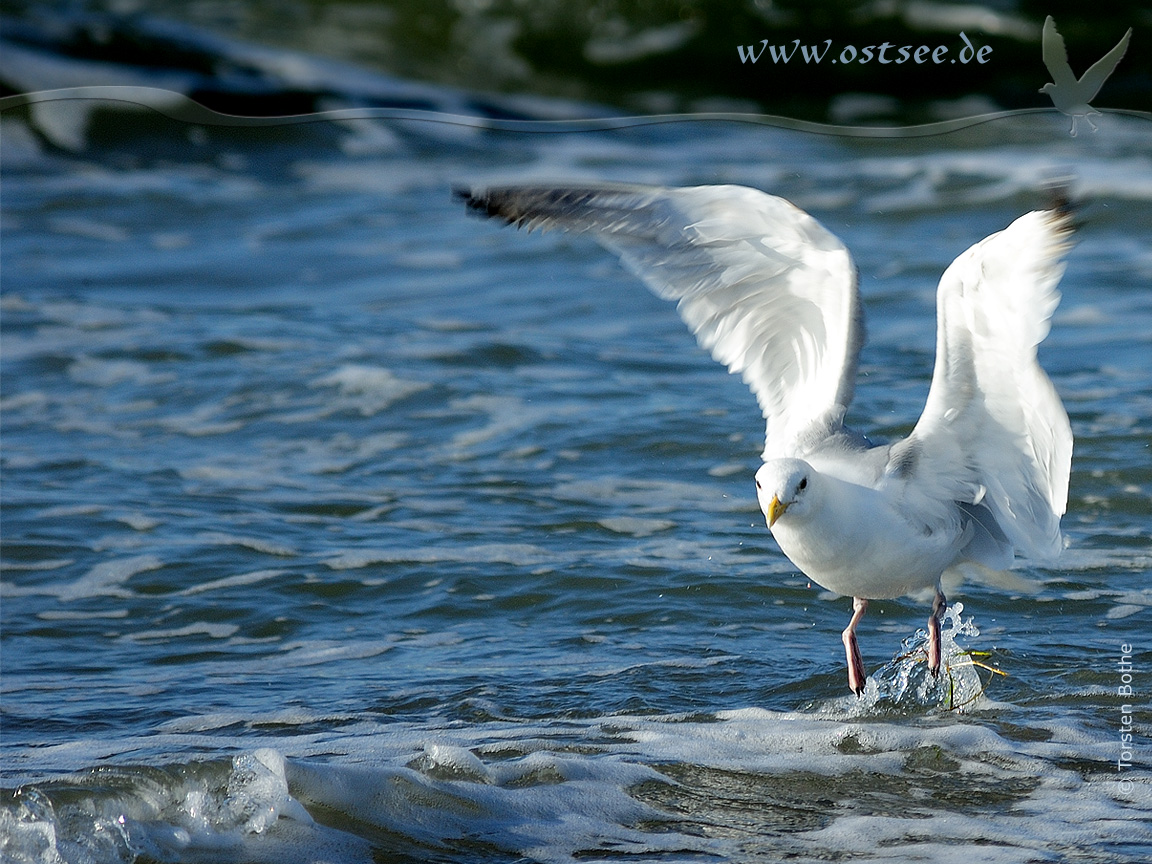 Möwe an der Ostsee