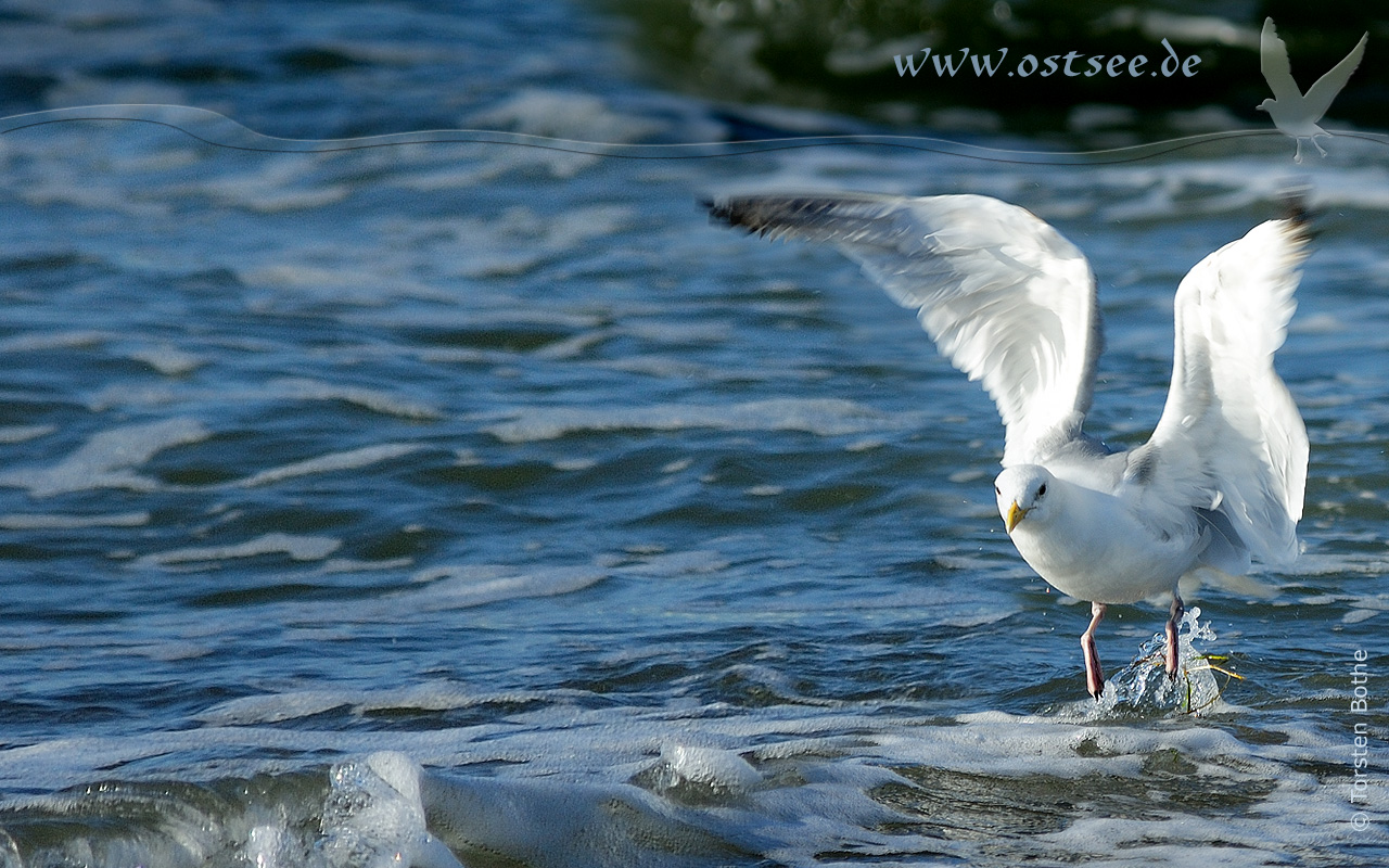 Möwe an der Ostsee