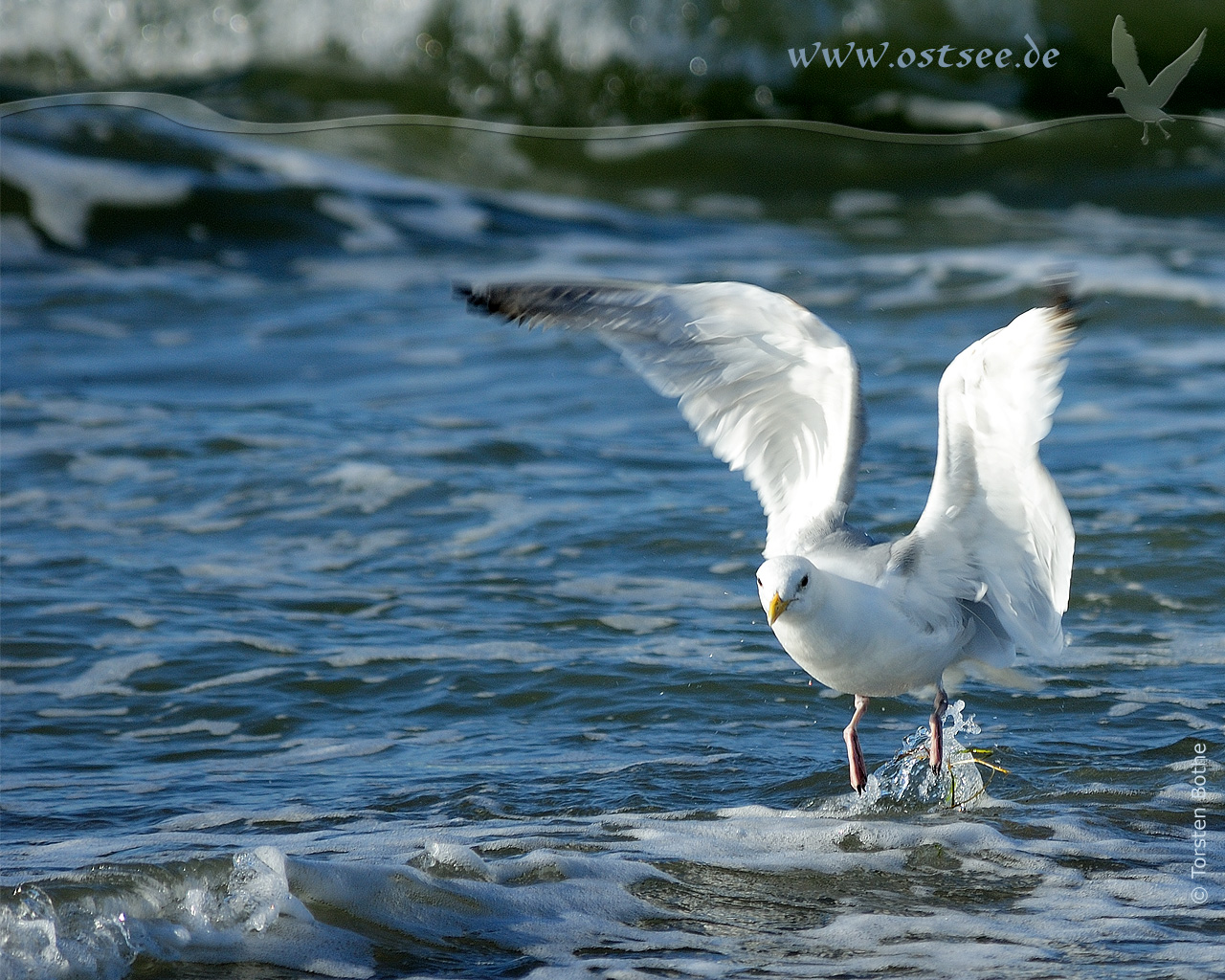 Hintergrundbild: Möwe an der Ostsee