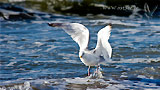 Möwe an der Ostsee