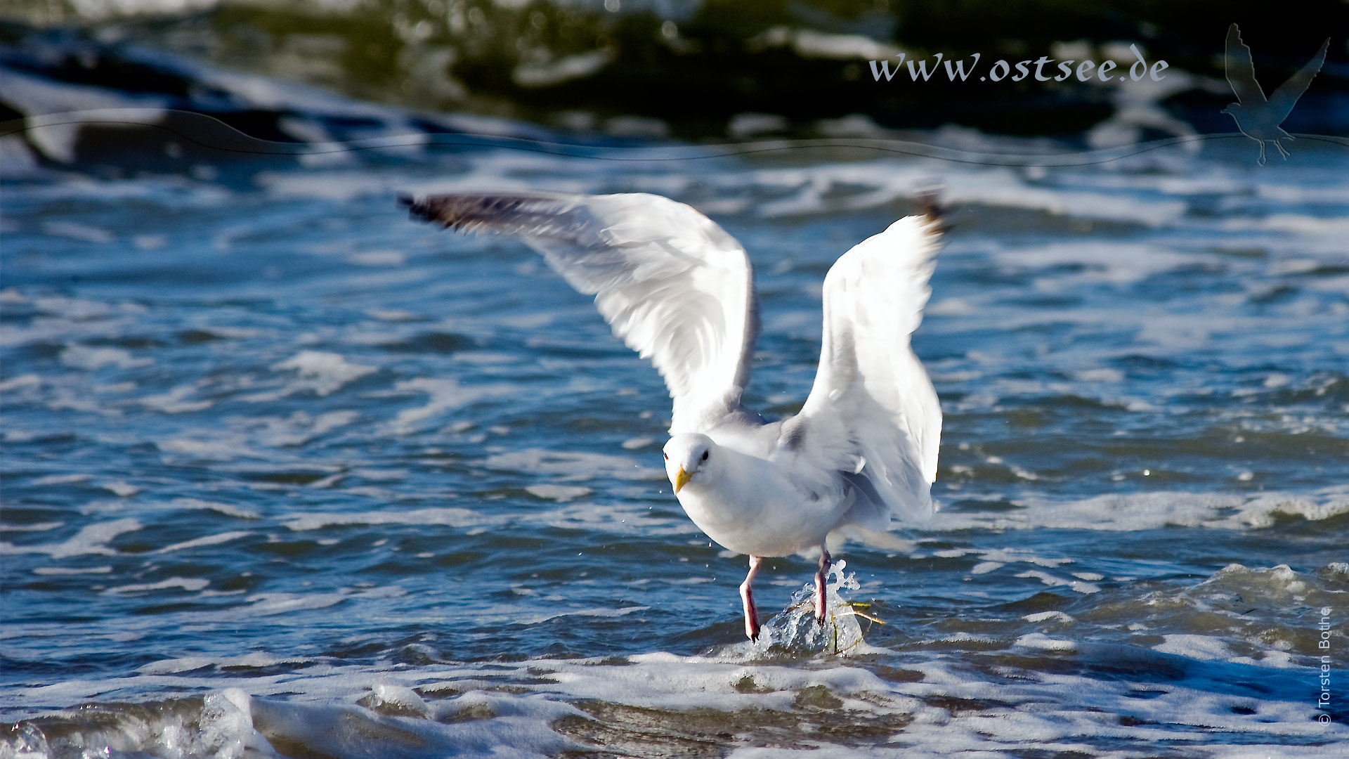 Möwe an der Ostsee