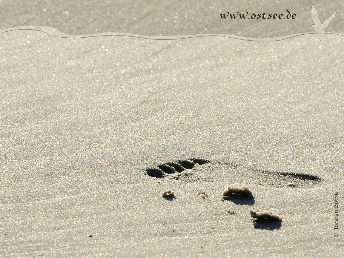 Hintergrundbild: Fußspur im Sand