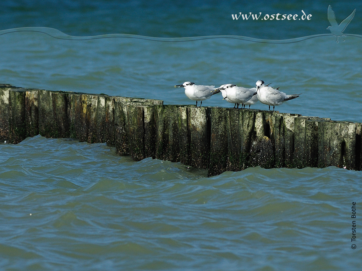 Möwen an der Ostsee