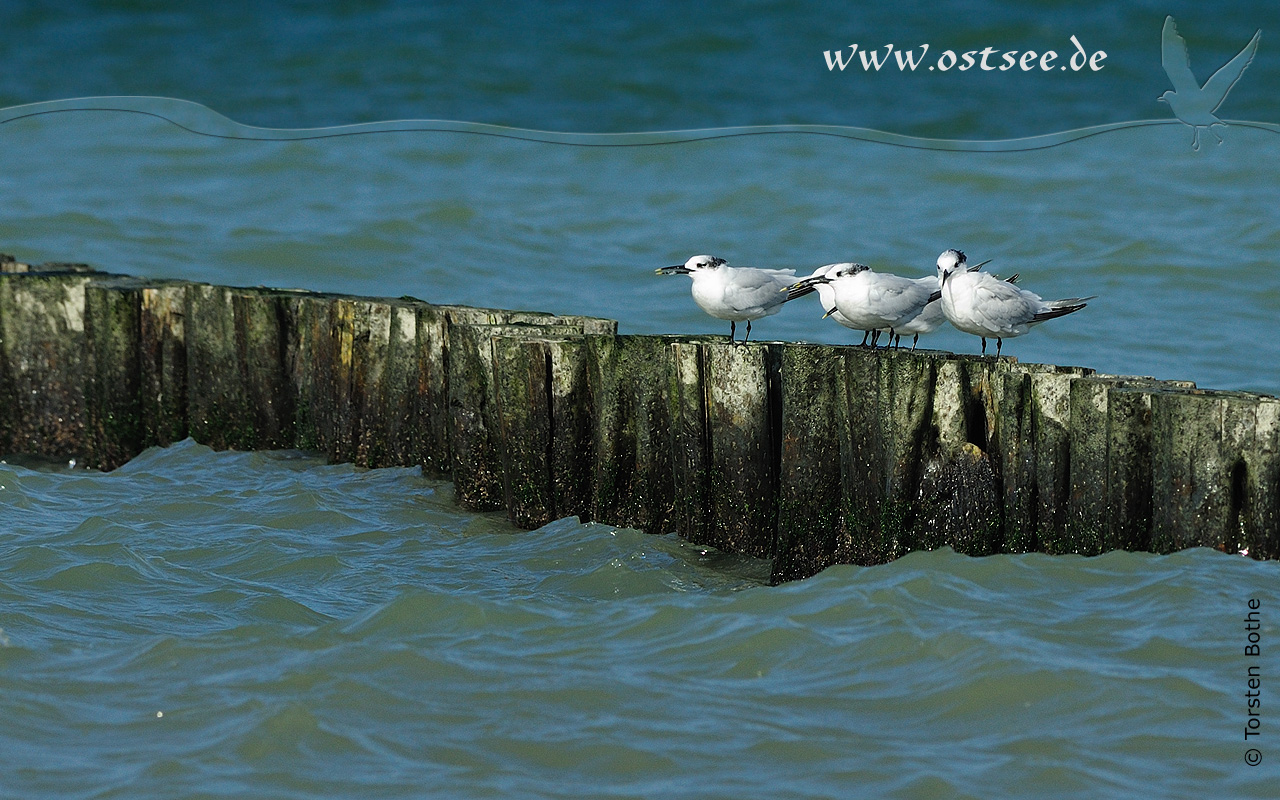 Hintergrundbild: Möwen an der Ostsee