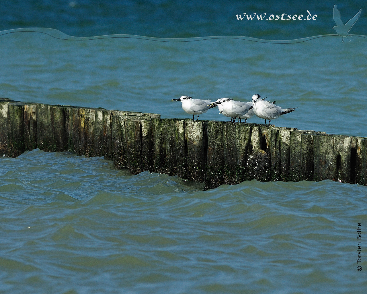 Hintergrundbild: Möwen an der Ostsee