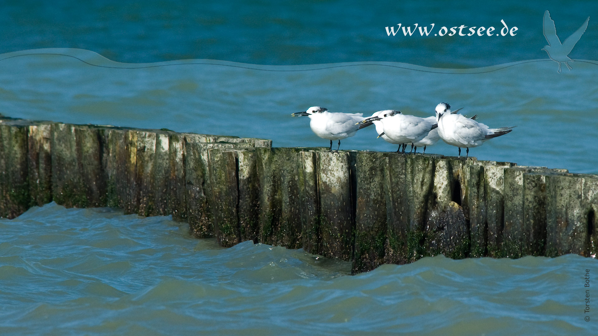 Hintergrundbild: Möwen an der Ostsee