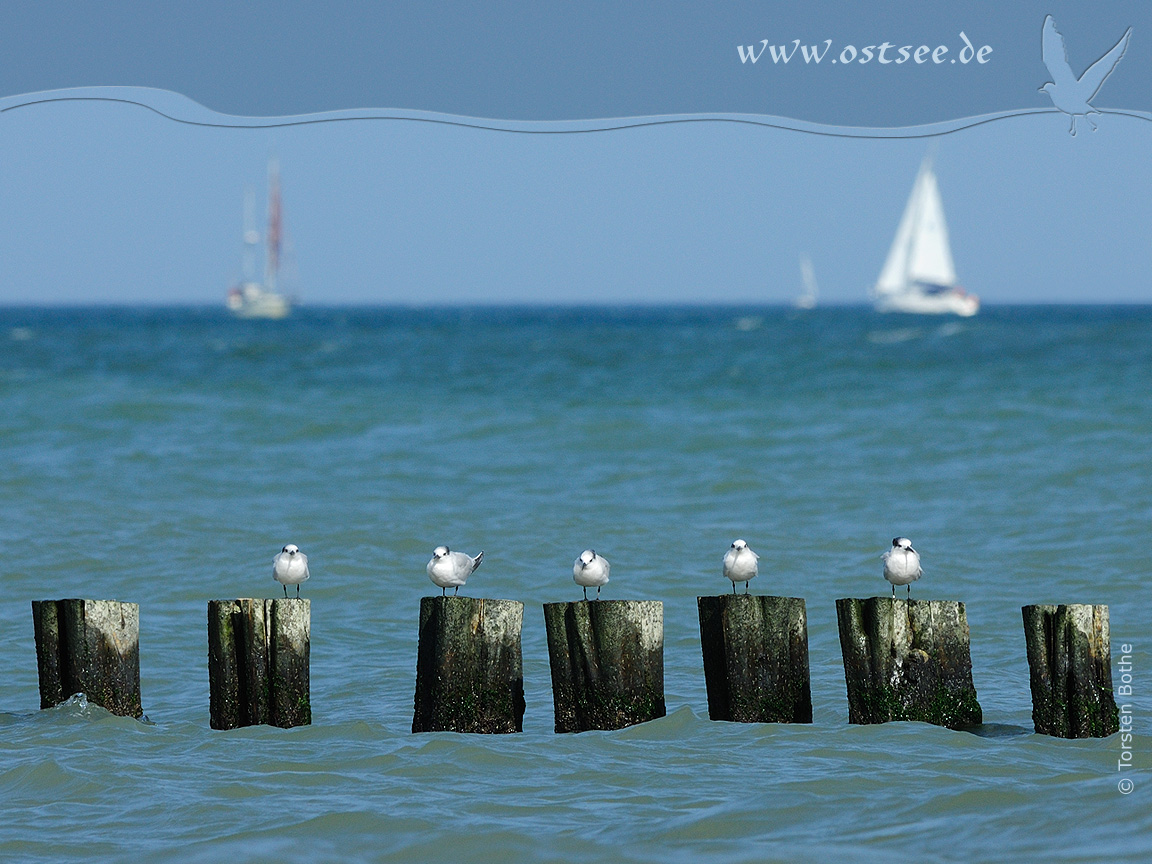 Hintergrundbild: Möwen an der Ostsee