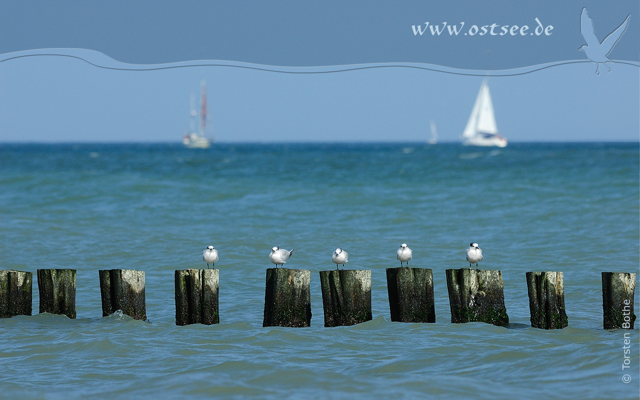 Hintergrundbild: Möwen an der Ostsee