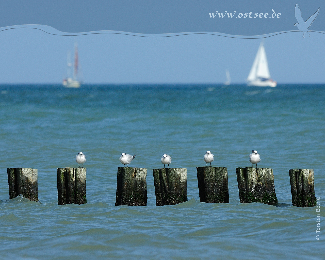 Hintergrundbild: Möwen an der Ostsee