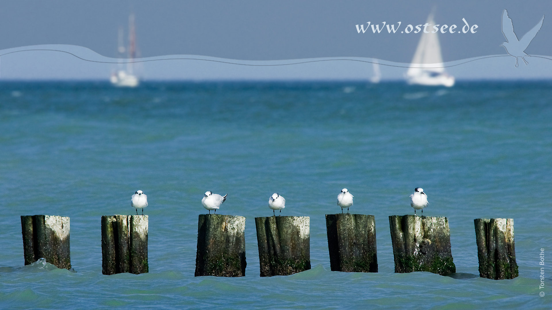 Hintergrundbild: Möwen an der Ostsee