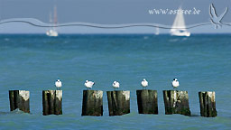 Möwen an der Ostsee