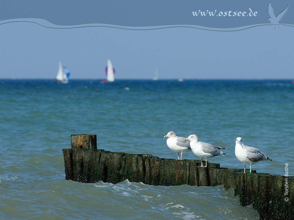 Hintergrundbild: Möwen an der Ostsee Hintergrundbild: Möwen an der Ostsee
