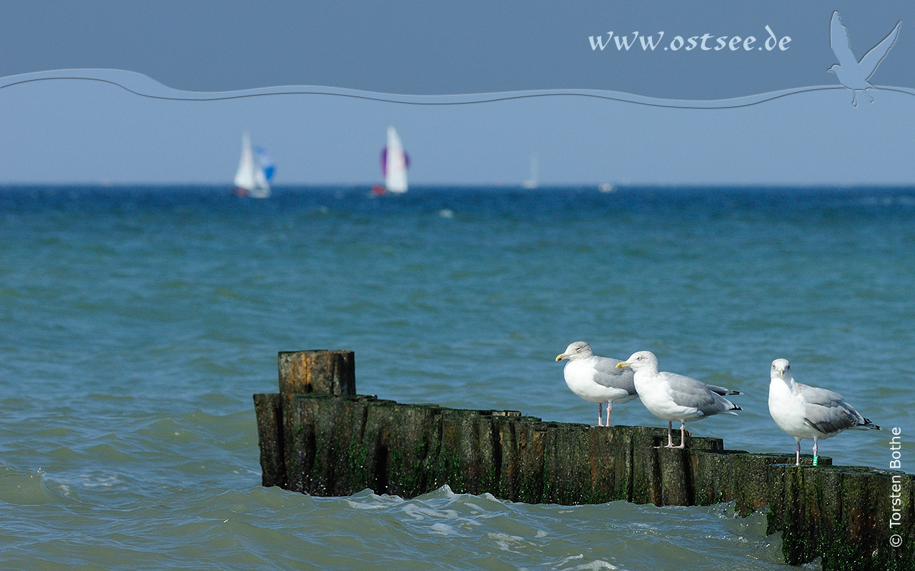Hintergrundbild: Möwen an der Ostsee Hintergrundbild: Möwen an der Ostsee