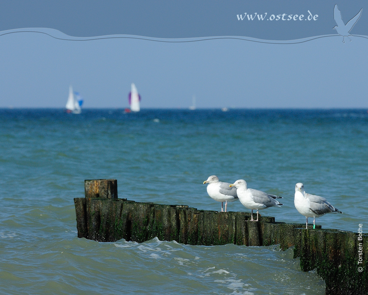 Hintergrundbild: Möwen an der Ostsee