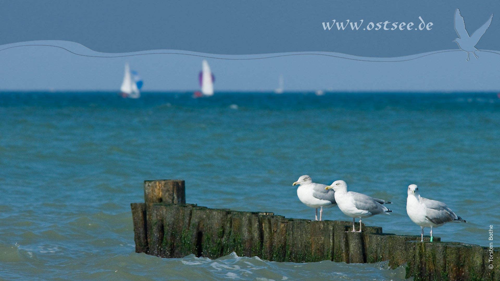 Hintergrundbild: Möwen an der Ostsee Hintergrundbild: Möwen an der Ostsee