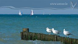 Möwen an der Ostsee