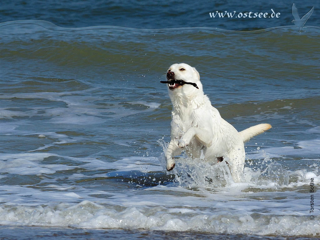 Hund tobt in der Ostsee