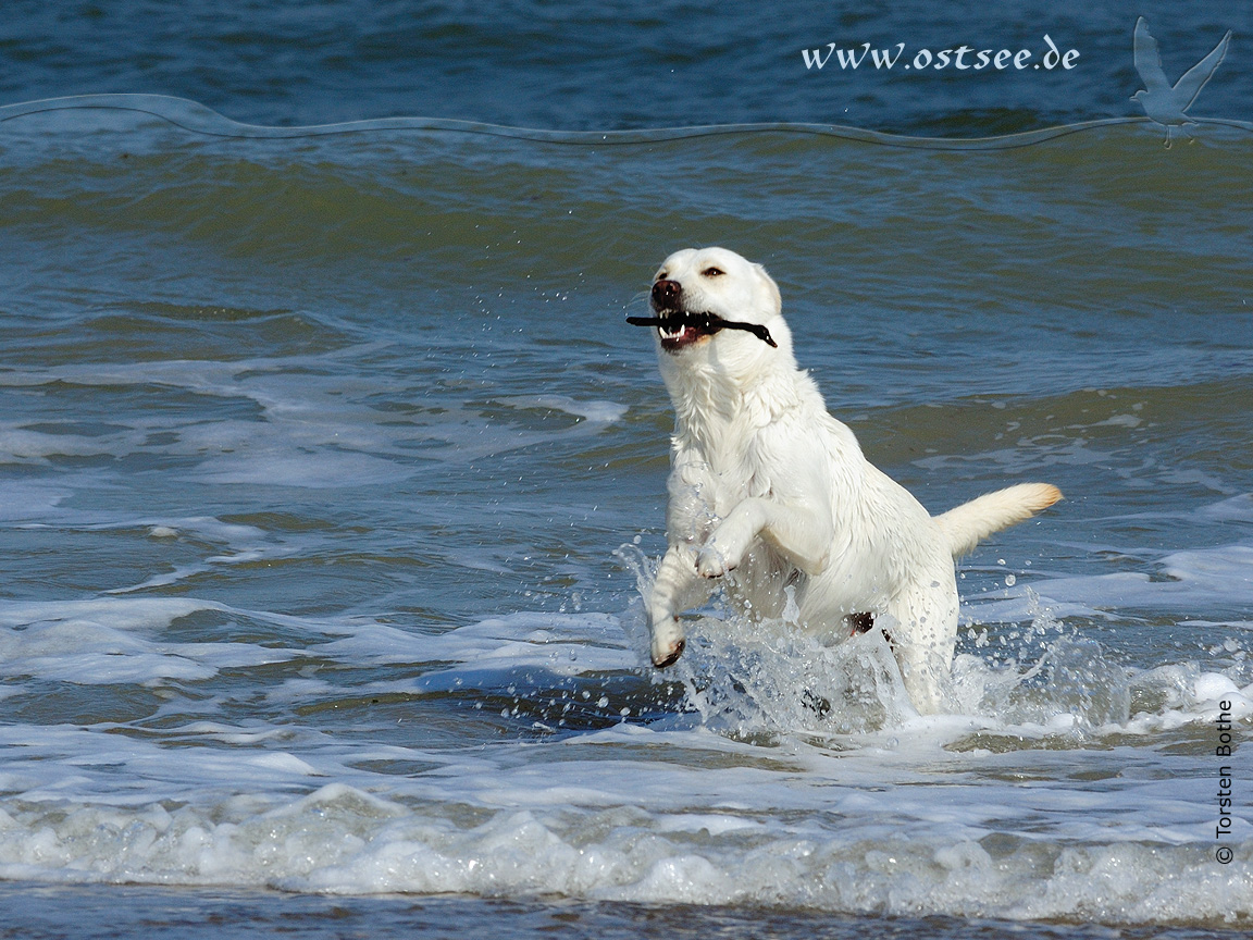 Hund tobt in der Ostsee