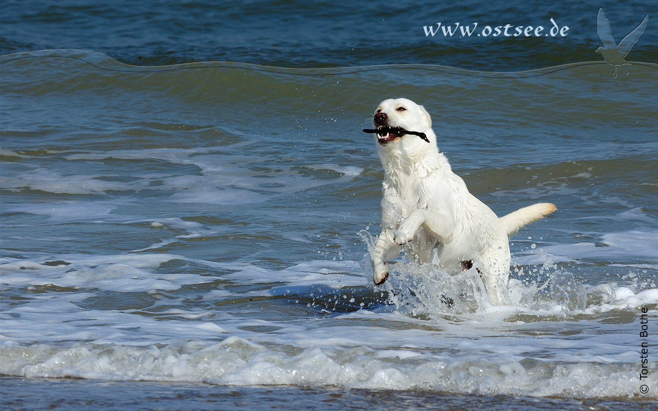 Hintergrundbild: Hund tobt in der Ostsee