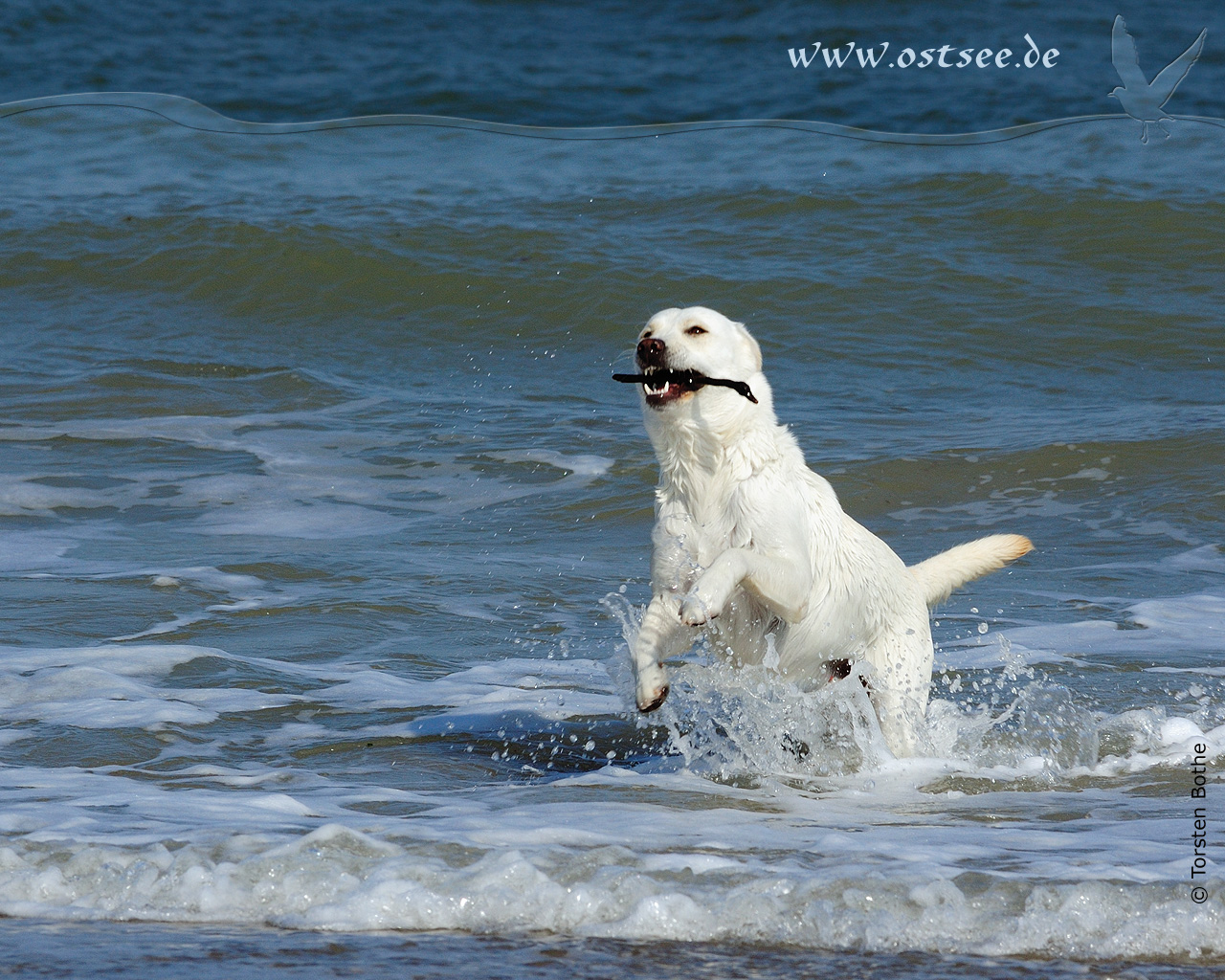 Hintergrundbild: Hund tobt in der Ostsee