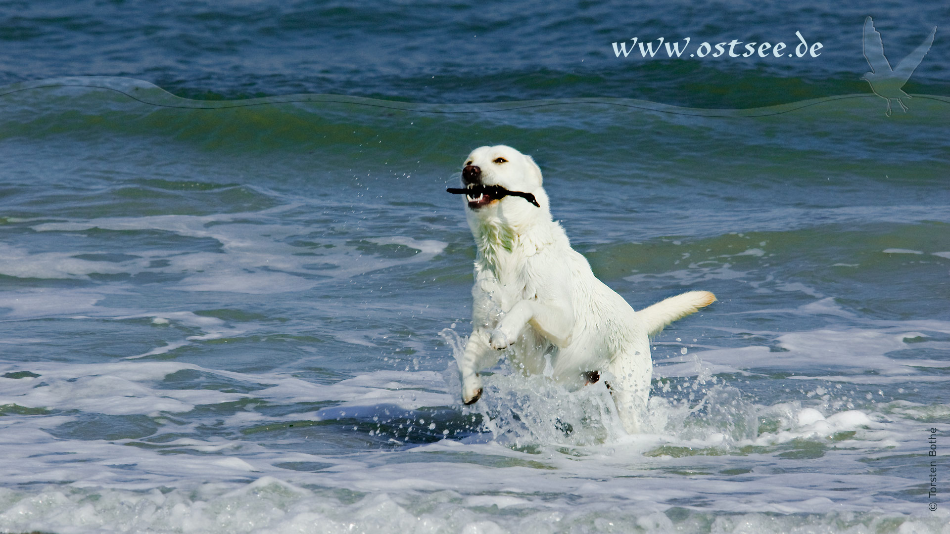 Hintergrundbild: Hund tobt in der Ostsee