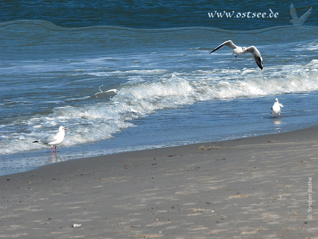 Hintergrundbild: Möwen am Strand der Ostsee