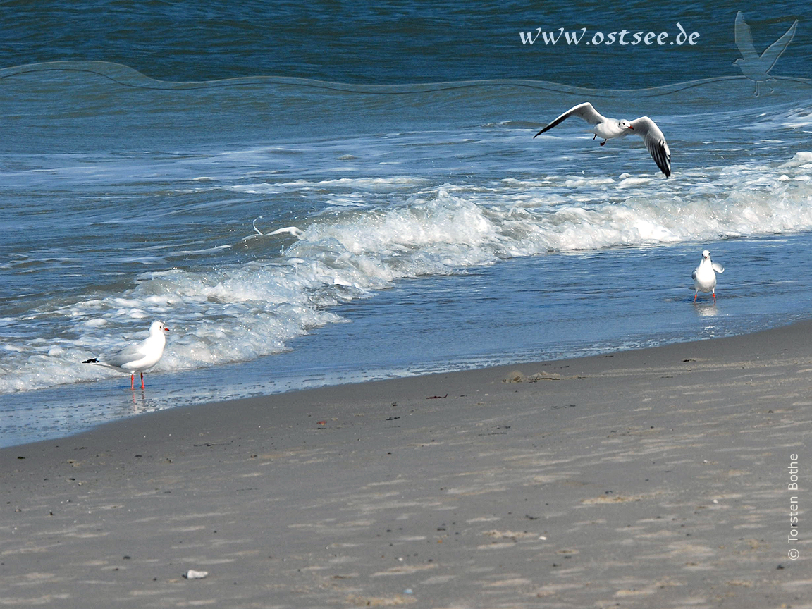 Hintergrundbild: Möwen am Strand der Ostsee