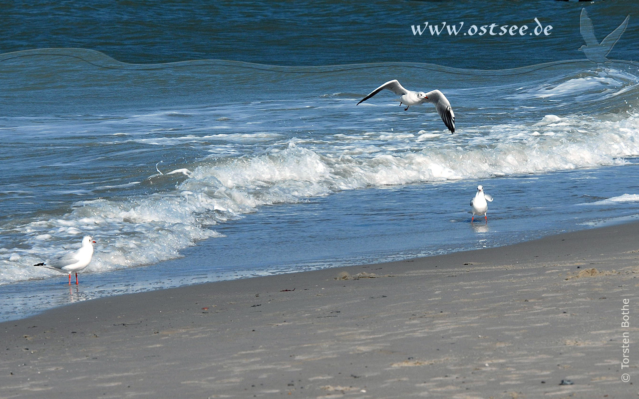 Möwen am Strand der Ostsee