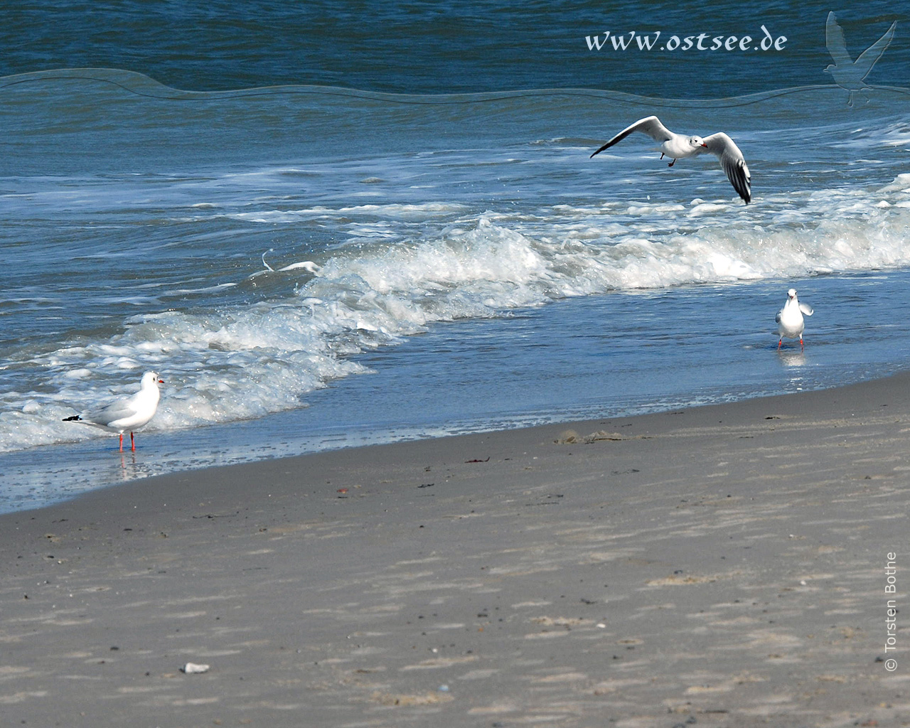 Möwen am Strand der Ostsee