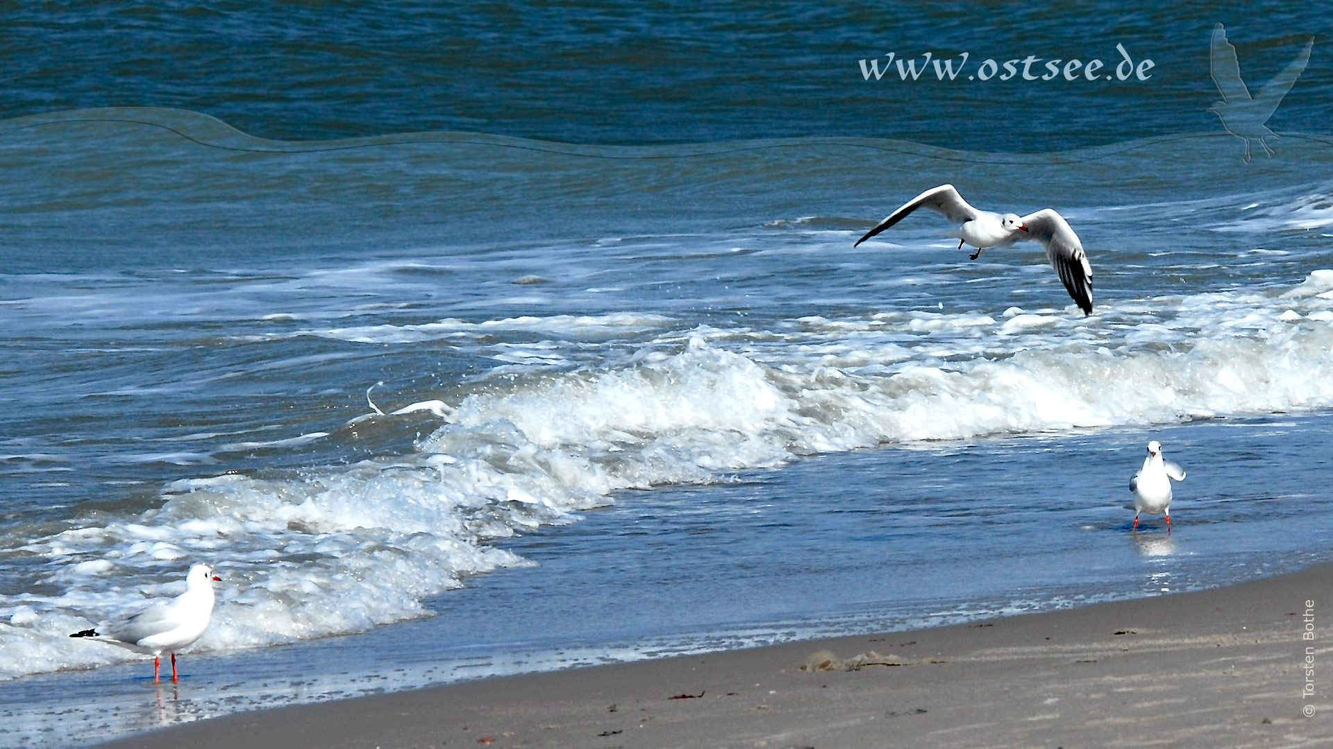 Hintergrundbild: Möwen am Strand der Ostsee