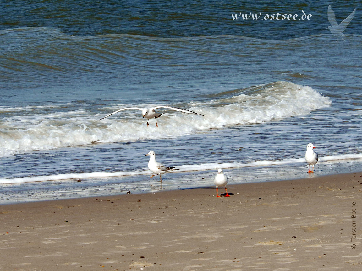 Hintergrundbild: Möwen am Strand der Ostsee