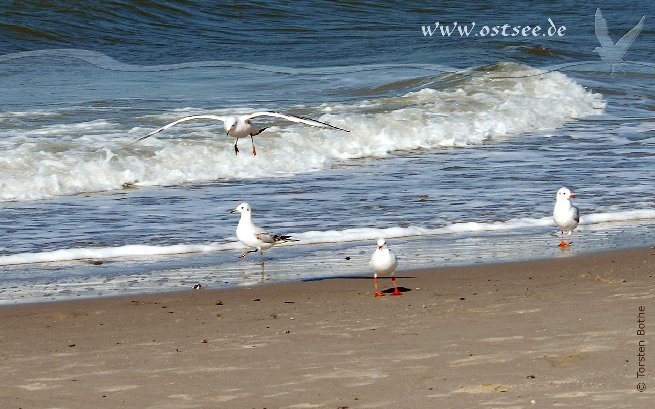 Hintergrundbild: Möwen am Strand der Ostsee