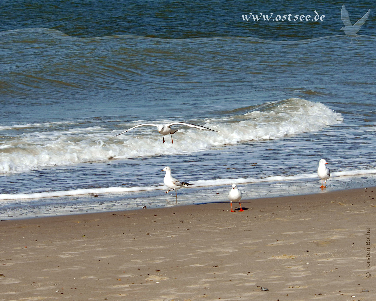 Hintergrundbild: Möwen am Strand der Ostsee