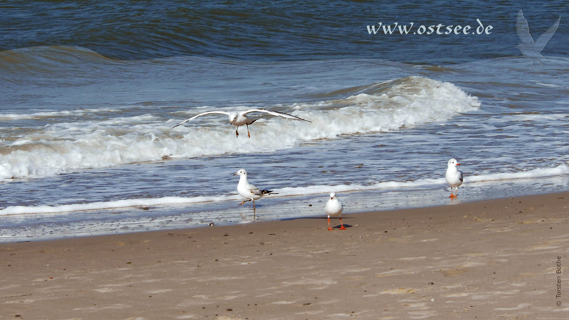 Hintergrundbild: Möwen am Strand der Ostsee