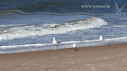 Möwen am Strand der Ostsee