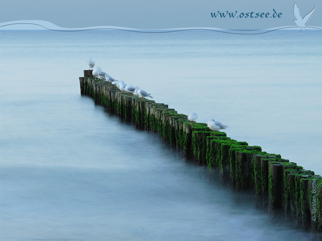 Hintergrundbild: Buhnen und Möwen an der Ostsee