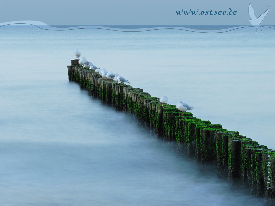 Hintergrundbild: Buhnen und Möwen an der Ostsee