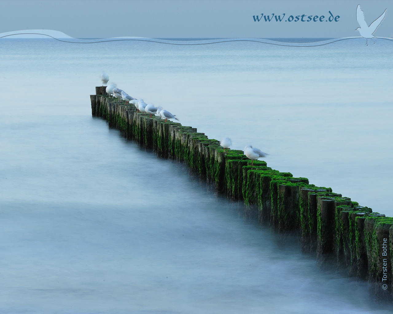 Hintergrundbild: Buhnen und Möwen an der Ostsee