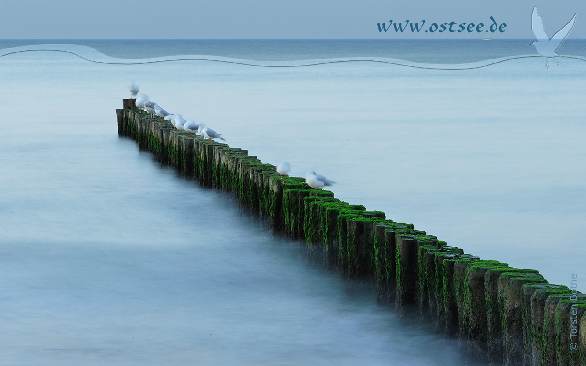 Hintergrundbild: Buhnen und Möwen an der Ostsee