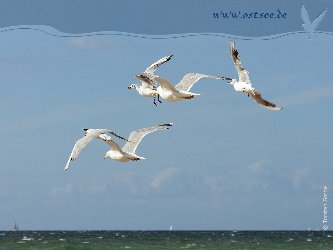 Hintergrundbild: Möwen an der Ostsee