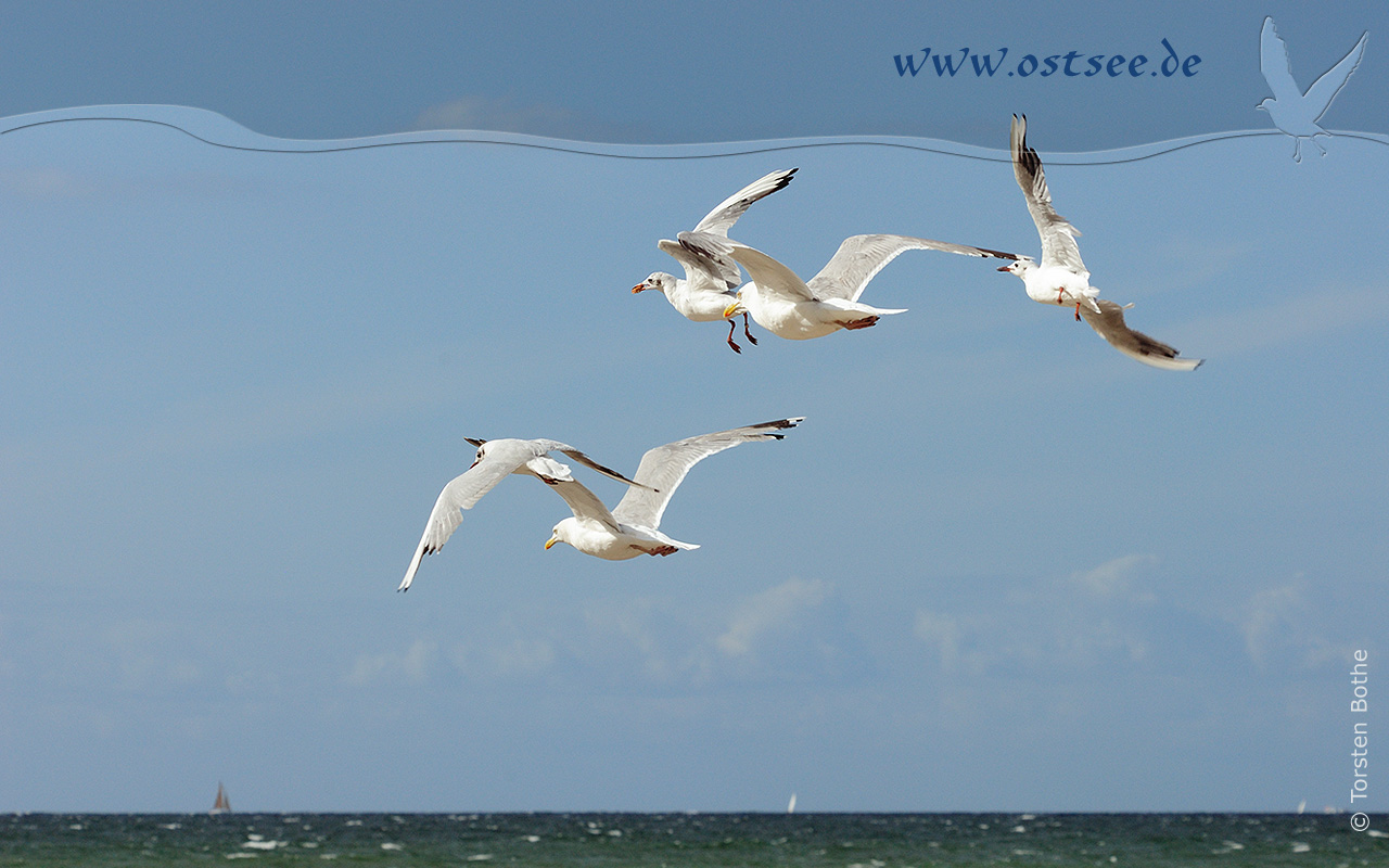 Hintergrundbild: Möwen an der Ostsee