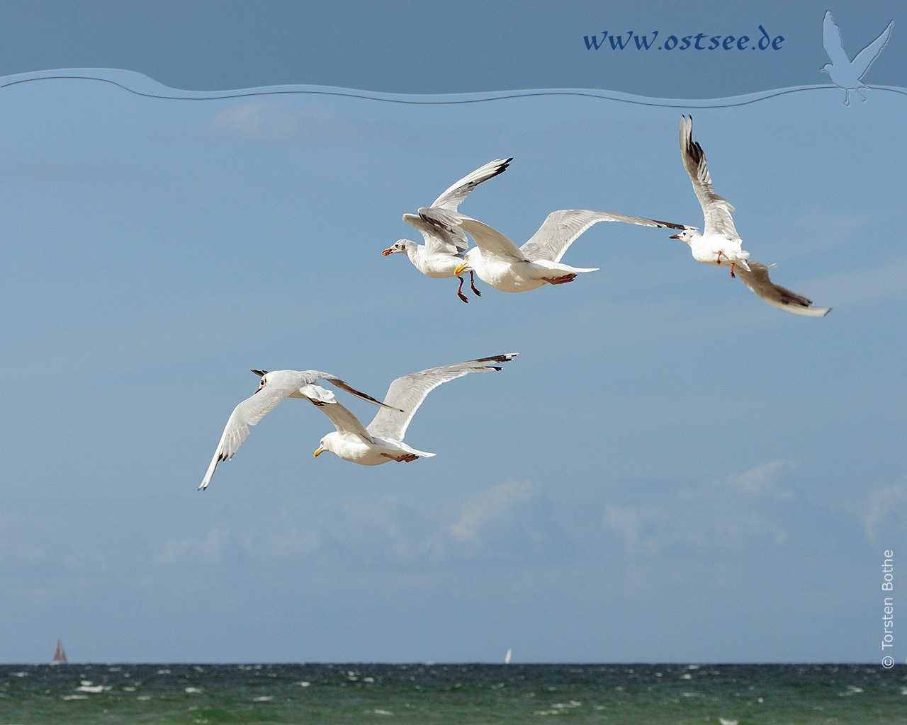 Hintergrundbild: Möwen an der Ostsee