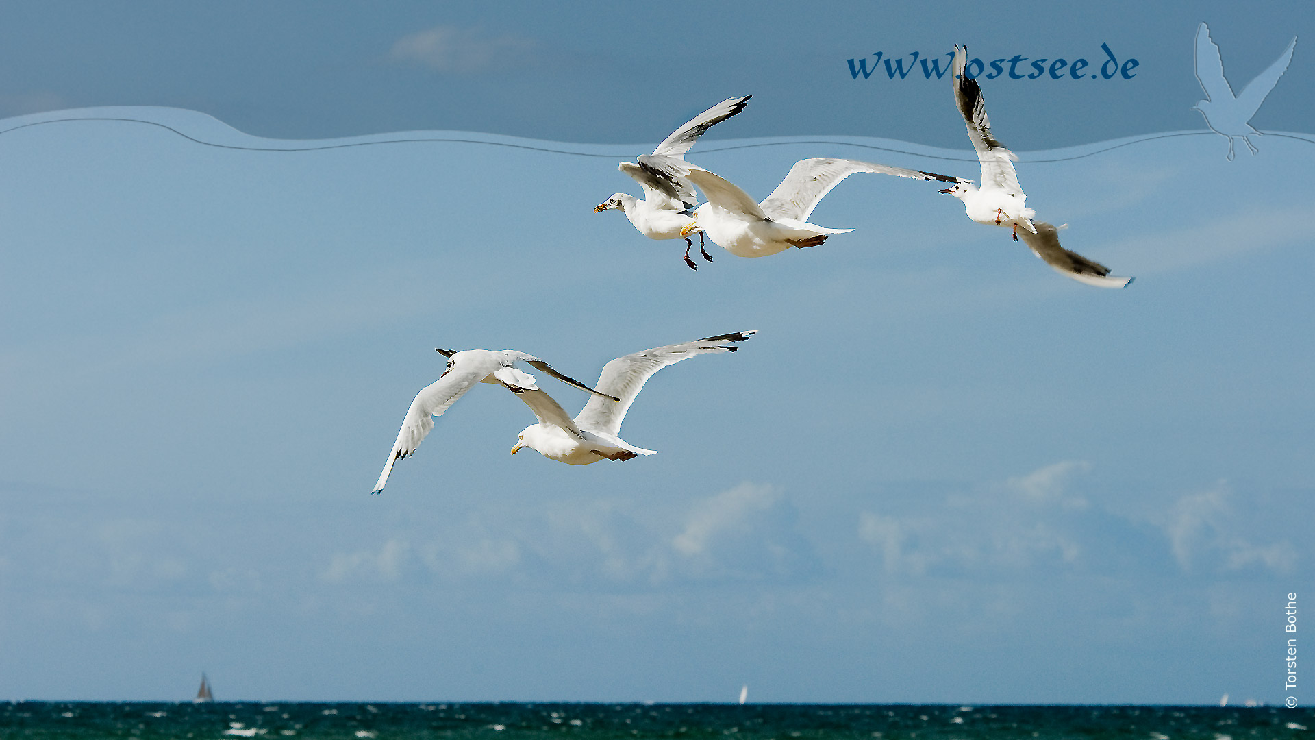 Hintergrundbild: Möwen an der Ostsee