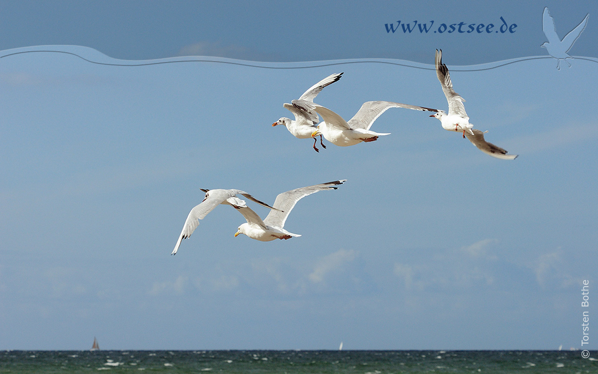 Hintergrundbild: Möwen an der Ostsee