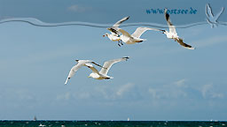 Möwen an der Ostsee